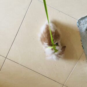 واگذاری خرگوش