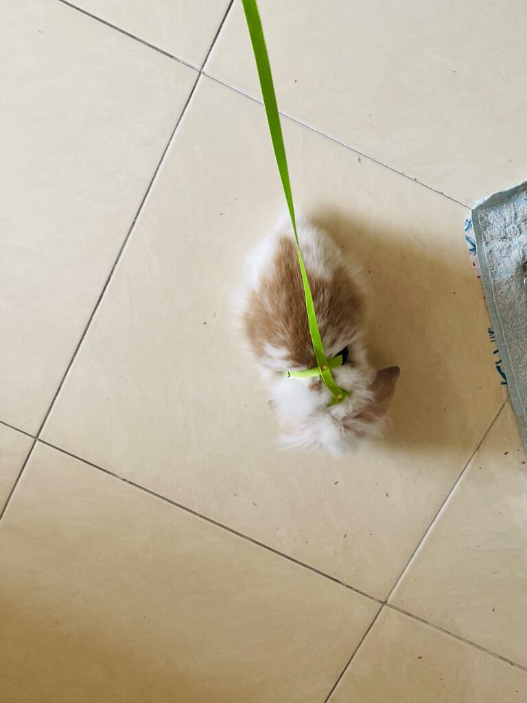 واگذاری خرگوش