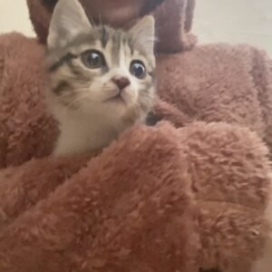 واگذاری بچه گربه