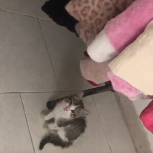 بچه گربه
