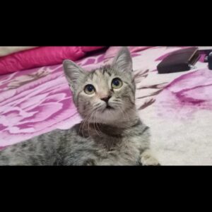 واگذاری گربه