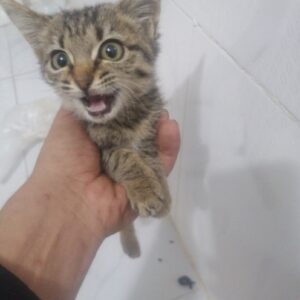 واگذاری بچه گربه