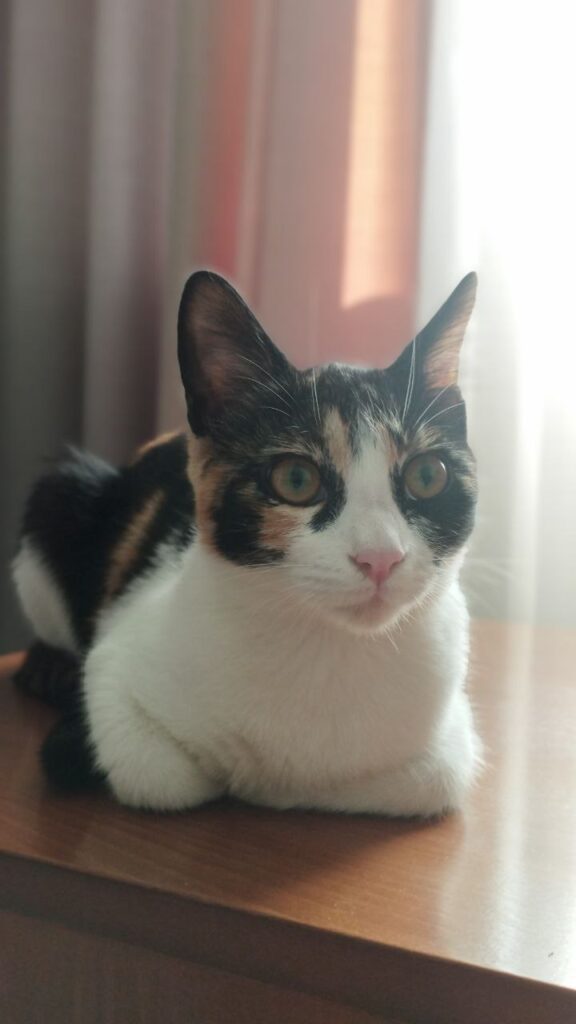 بچه گربه ماده DSH