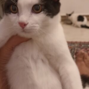 سه گربه نیازمند سرپرستی فوری