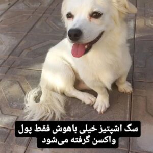 واگذاری موقت سگ اشپیتز