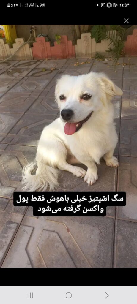 واگذاری موقت سگ اشپیتز