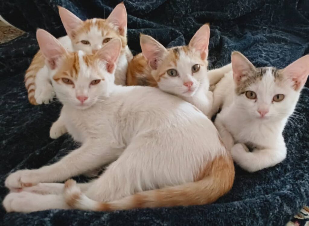 واگذاری گربه ماده DSH به صورت تکی یا باهم
