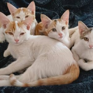 واگذاری گربه ماده DSH به صورت تکی یا باهم