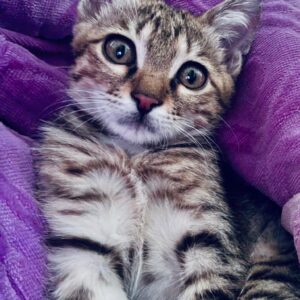 «واگذاری گربه ناز و سالم با عشق – فقط به خانواده‌ی دلسوز 🐾» 	2.	«زویی کوچولوی مهربون دنبال خونه‌ی امن و عاشقانه‌ست 💛🐱» 	3.	«پسر کوچولوی خاکستری با چشم‌های مهربون، دنبال مامان و بابای جدید 😿💚» 	4.	«گربه‌ی خونگی، سالم و بازیگوش برای واگذاری فقط به شخص مسئولیت‌پذیر ✨» 	5.	«یه فرشته‌ی پشمالو دنبال خونه‌ی پرمحبته 💕»