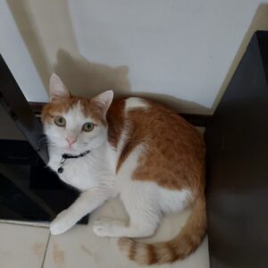 ملوس گربه نر dsh