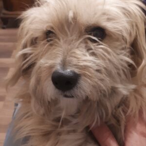 لاکی سگ گمشده