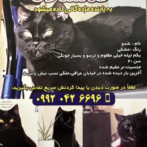 گربه گمشده