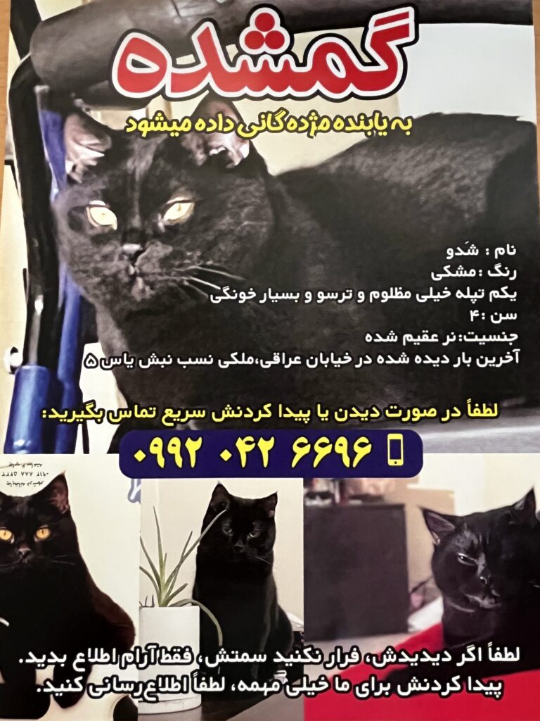 گربه گمشده