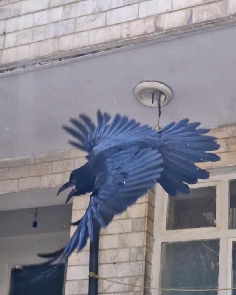 زاغ غراب ,سیاه ,گمشده