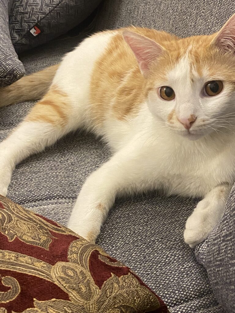 گم شده