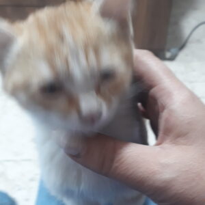 واگذاری گربه