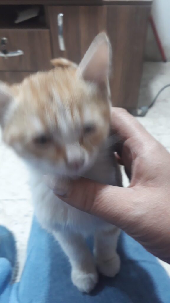 واگذاری گربه