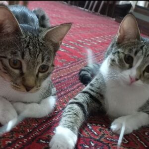 دوتابچه گربه بازیگوش