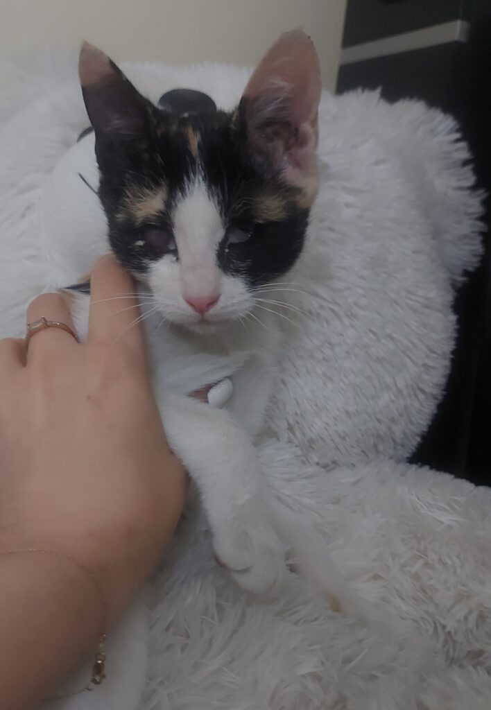 واگذاری بچه گربه کم بینا
