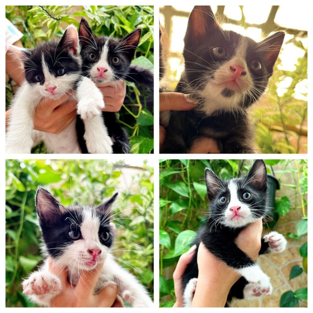 واگذاری بچه گربه مهربون