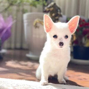 توله پامرانین شیواوا رایگان هزینه واکسیناسیون گرفته میشود