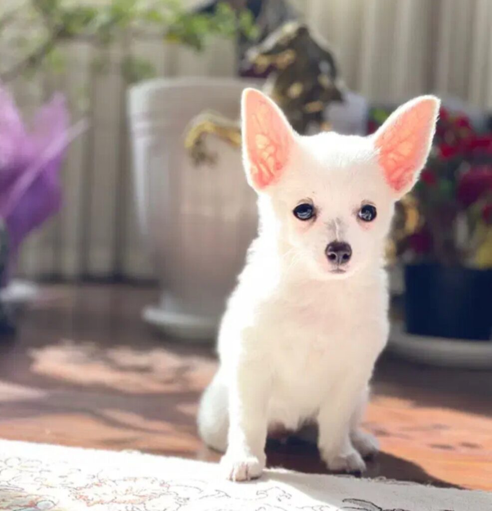 توله پامرانین شیواوا رایگان هزینه واکسیناسیون گرفته میشود