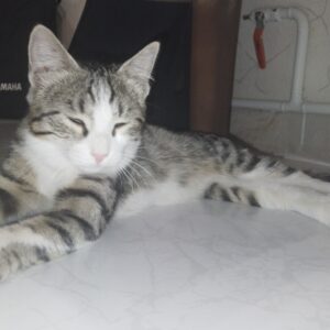 واگذاری بچه گربه