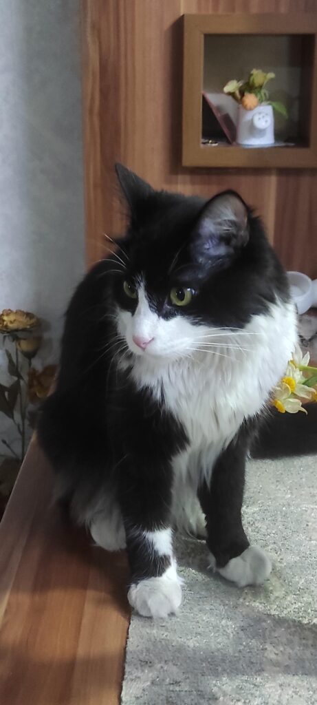 گربه تاکسیدو