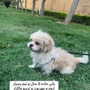 واگذاری سگ