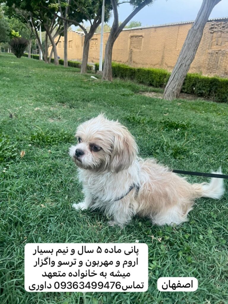 واگذاری سگ