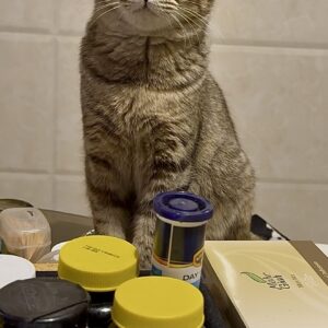 واگذاری گربه ماده ۵ ماهه