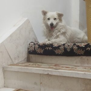 برفی ۱/۵ ساله.نژاد اشپیتز .بسیار آروم و اجتماعی