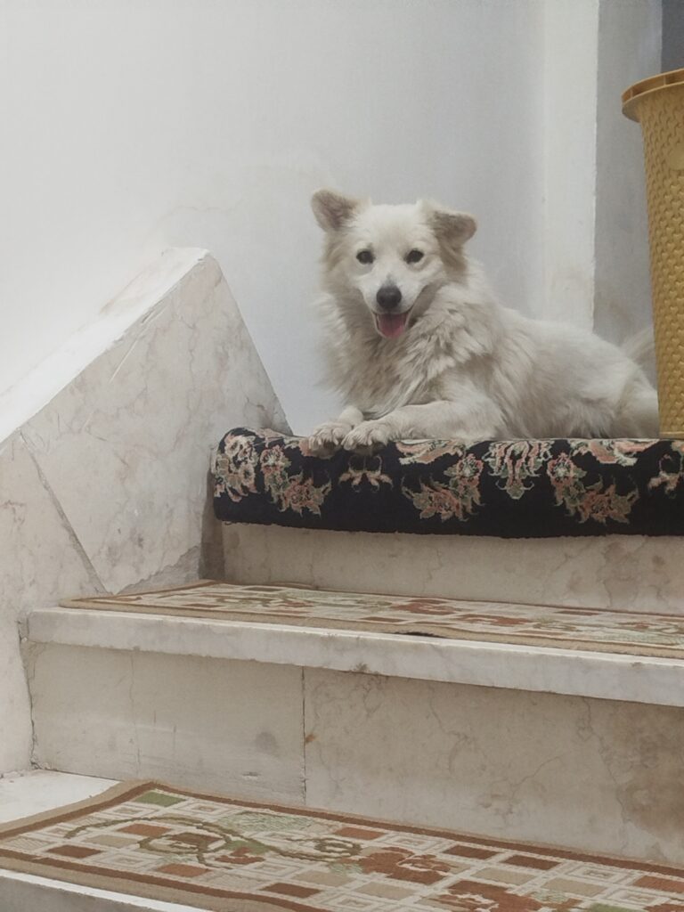 برفی ۱/۵ ساله.نژاد اشپیتز .بسیار آروم و اجتماعی