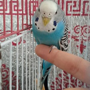 مرغ عشق آبی ماده گمشده به اسم نانا