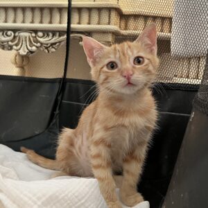 گربه DSH یک ماه و نیمه