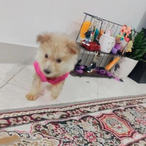 پامر روباهی هشت ماهه