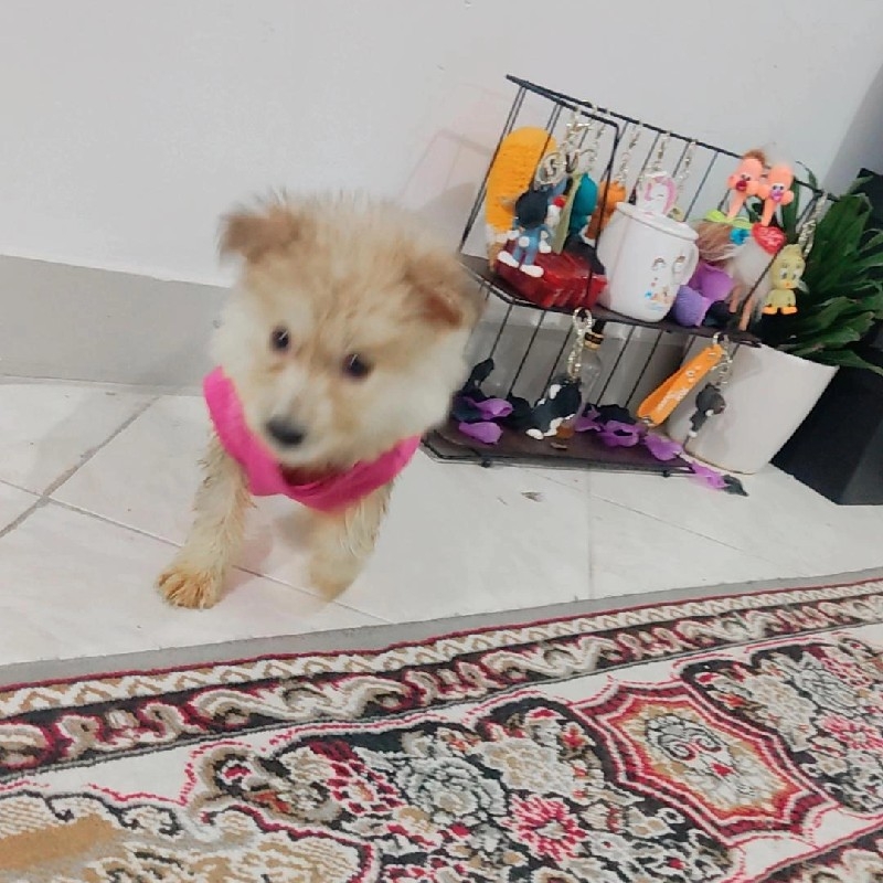 پامر روباهی هشت ماهه