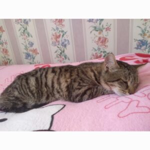 نیاز به جراحی