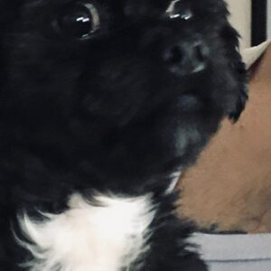 واگذاری رایگان سگ آپارتمانی