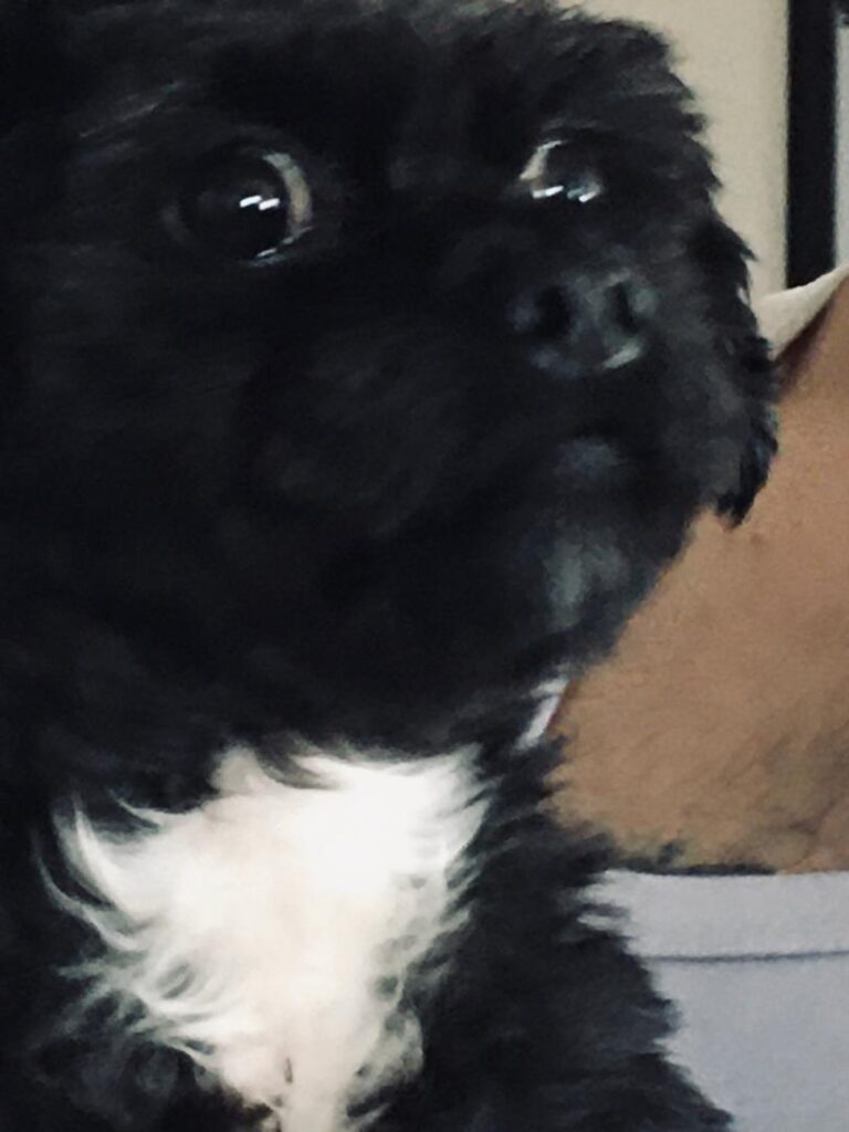 واگذاری رایگان سگ آپارتمانی