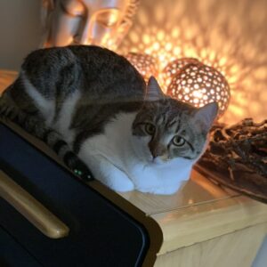 گربه برای واگذاری، با قلبی پر از محبت 🐾💖