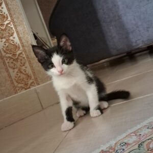 گربه dhs