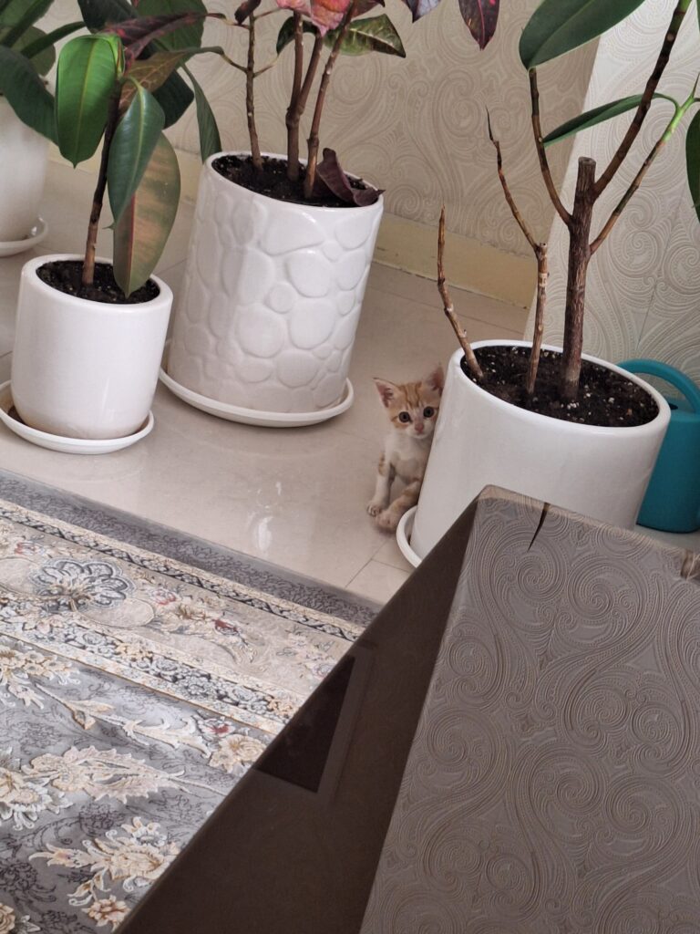 گربه خانگی