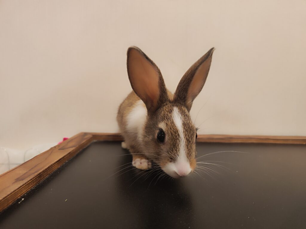 واگذاری خرگوش