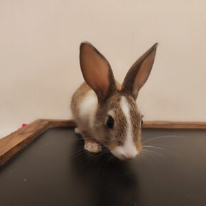 واگذاری خرگوش