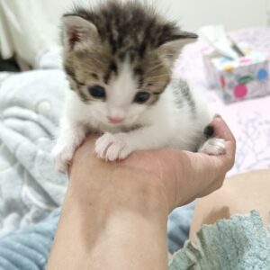 بچه گربه ۱۴ روزه