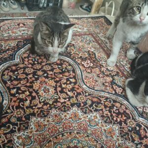۵عدد بچه گربه