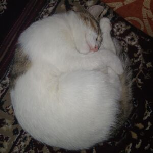 واگذاری رایگان دو گربه DSH خواهر و برادر