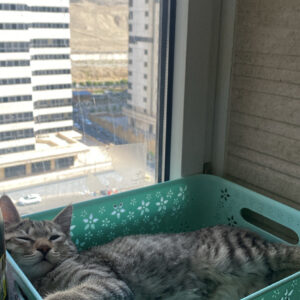 گربه Dsh :)
