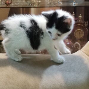 یه همراه کوچولو برای خونه‌ی پرمحبت